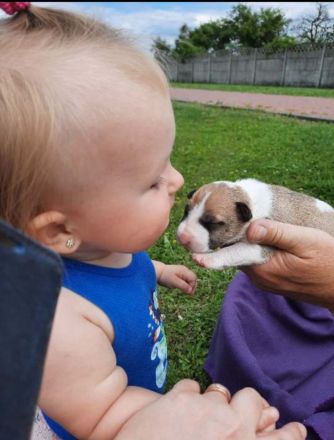 Miniatur Bullterrier mit Ahnentafel ,Hündin 4 Monate alt