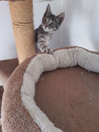 DRINGEND EKH Katzenbabys Kitten abzugeben