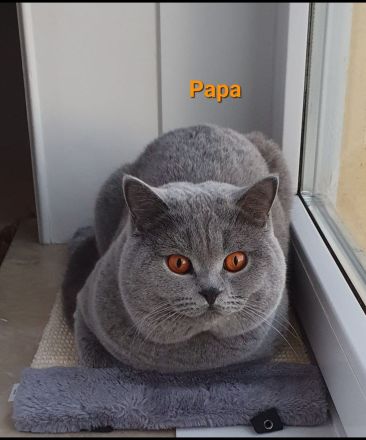 4 Katzen suchen dringend ein neues Zuhause