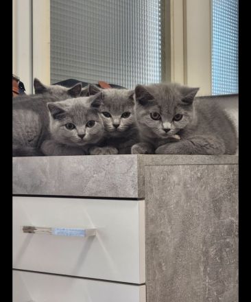4 Katzen suchen dringend ein neues Zuhause