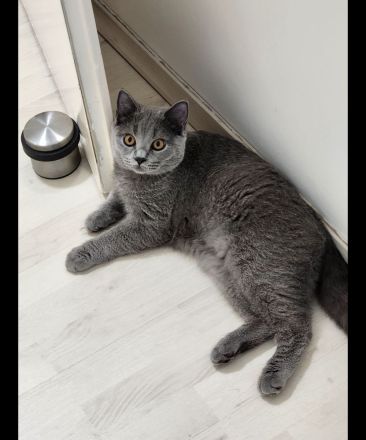 4 Katzen suchen dringend ein neues Zuhause