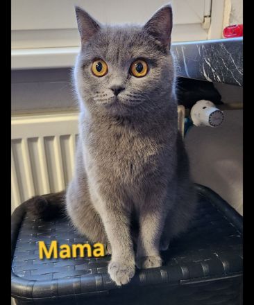 4 Katzen suchen dringend ein neues Zuhause