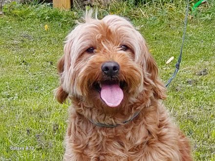 Echte Goldendoodle Mini F1 zu vergeben...reservierbar