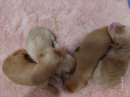 Echte Goldendoodle Mini F1 zu vergeben...reservierbar