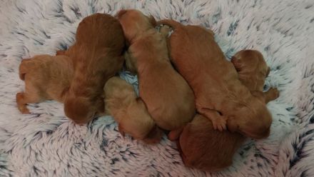 Echte Goldendoodle Mini F1 zu vergeben...reservierbar