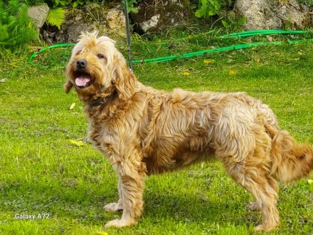 Echte Goldendoodle Mini F1 zu vergeben...reservierbar