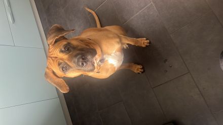 Erfahrenes Zuhause für Presa Canario Hündin gesucht