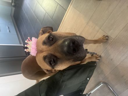 Erfahrenes Zuhause für Presa Canario Hündin gesucht