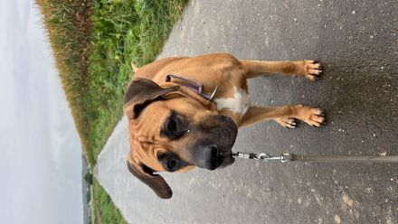 Erfahrenes Zuhause für Presa Canario Hündin gesucht