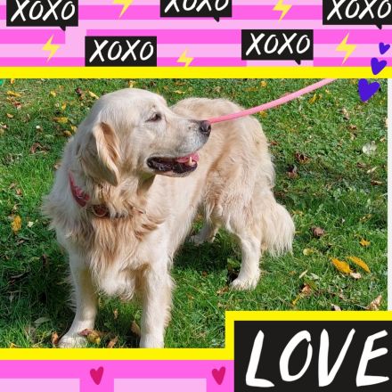 SELTENE COMFORT MINI GOLDEN RETRIEVER IN PLANUNG!