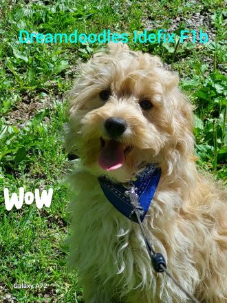 SELTENE COMFORT MINI GOLDEN RETRIEVER IN PLANUNG!