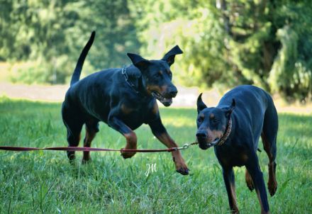 Dobermann schwarz braun als erfahrener Deckrüde