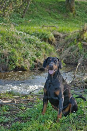 Dobermann schwarz braun als erfahrener Deckrüde