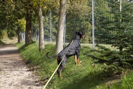Dobermann schwarz braun als erfahrener Deckrüde
