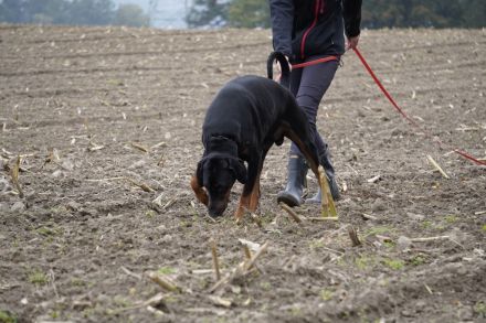 Dobermann schwarz braun als erfahrener Deckrüde
