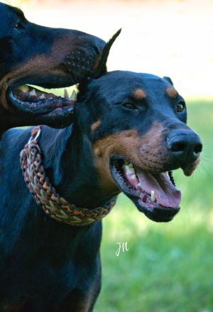 Dobermann schwarz braun als erfahrener Deckrüde