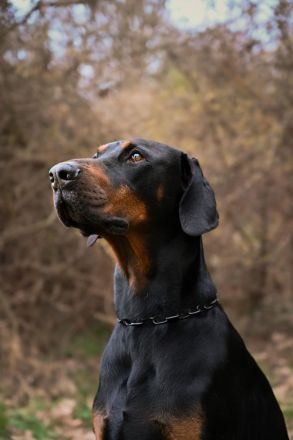 Dobermann schwarz braun als erfahrener Deckrüde