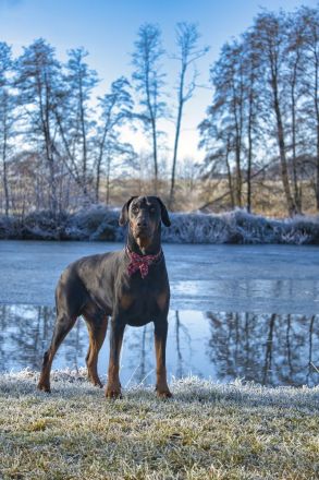 Dobermann schwarz braun als erfahrener Deckrüde