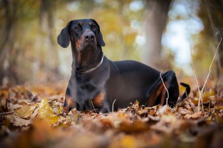 Dobermann schwarz braun als erfahrener Deckrüde
