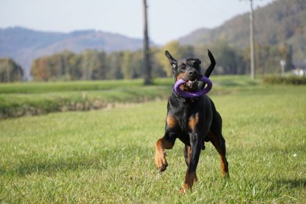 Dobermann schwarz braun als erfahrener Deckrüde
