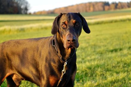 Dobermann schwarz braun als erfahrener Deckrüde