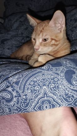 Katzen Baby's ca 15 Wochen alt