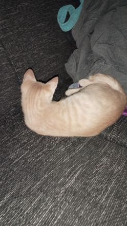 Katzen Baby's ca 15 Wochen alt