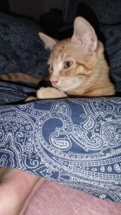 Katzen Baby's ca 15 Wochen alt