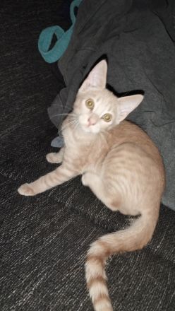 Katzen Baby's ca 15 Wochen alt