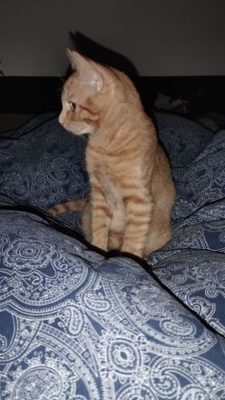 Katzen Baby's ca 15 Wochen alt