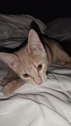 Katzen Baby's ca 15 Wochen alt