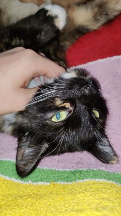 Europäische Mix Langhaar Katze