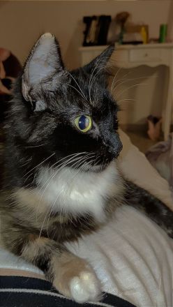 Europäische Mix Langhaar Katze