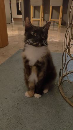 Europäische Mix Langhaar Katze