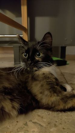 Europäische Mix Langhaar Katze