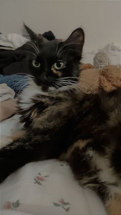 Europäische Mix Langhaar Katze