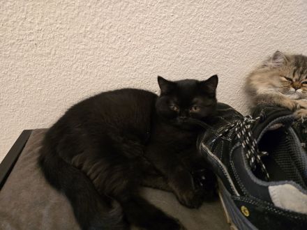 Jungkatzen abzugeben