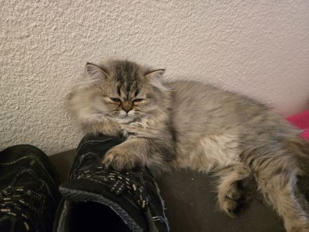 Jungkatzen abzugeben