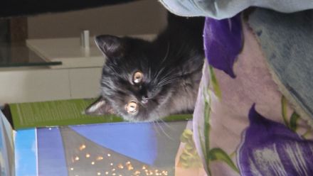 Jungkatzen abzugeben