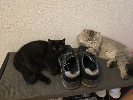 Jungkatzen abzugeben