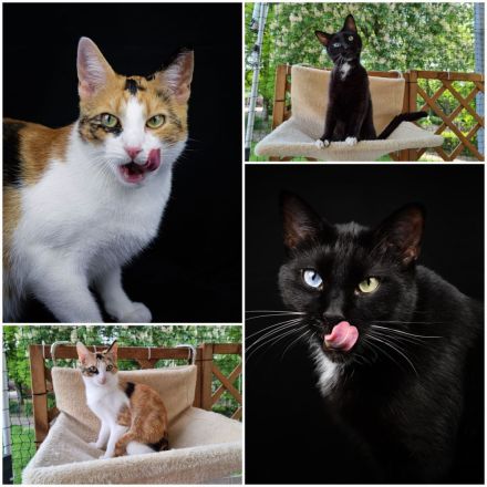 Jenga und Kalle suchen zusammen ein neues Zuhause