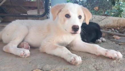 Chelsey, geb. ca. 04/2024, lebt in GRIECHENLAND, auf einer privaten Pflegestelle