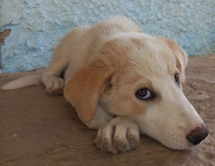 Chelsey, geb. ca. 04/2024, lebt in GRIECHENLAND, auf einer privaten Pflegestelle