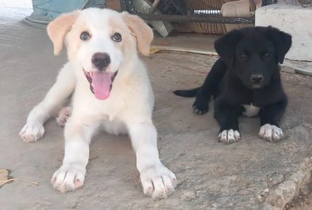 Chelsey, geb. ca. 04/2024, lebt in GRIECHENLAND, auf einer privaten Pflegestelle