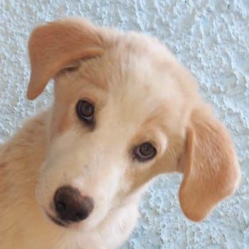 Chelsey, geb. ca. 04/2024, lebt in GRIECHENLAND, auf einer privaten Pflegestelle