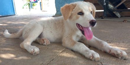 Chelsey, geb. ca. 04/2024, lebt in GRIECHENLAND, auf einer privaten Pflegestelle