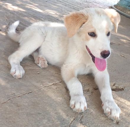 Chelsey, geb. ca. 04/2024, lebt in GRIECHENLAND, auf einer privaten Pflegestelle