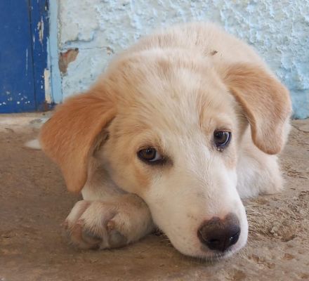 Chelsey, geb. ca. 04/2024, lebt in GRIECHENLAND, auf einer privaten Pflegestelle