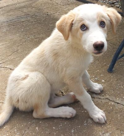 Chelsey, geb. ca. 04/2024, lebt in GRIECHENLAND, auf einer privaten Pflegestelle