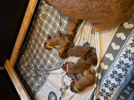 Wunderschöne Labradorwelpen in dark foxred  aus prämierter Zucht mit Papieren (Ahnentafel)